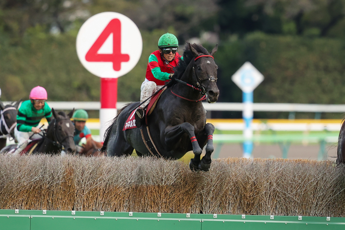 実力馬を寄せ付けず、連勝中のマイネルグロンが重賞初制覇(第25回東京ハイジャンプ) | 一般社団法人 東京馬主協会