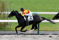 エリカヴェネチア