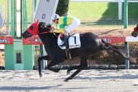 ベアアッコチャン