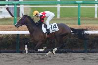 ヴェネチアンキング