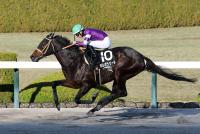 ポルポラジール