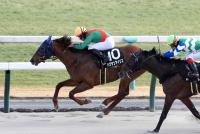 ハクサンアイリス