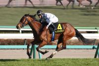 ディアダイヤモンド