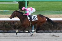 クインズポラリス